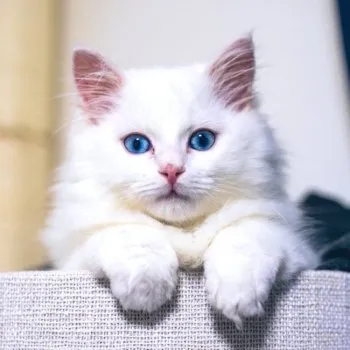 はま 様のお迎えした子猫