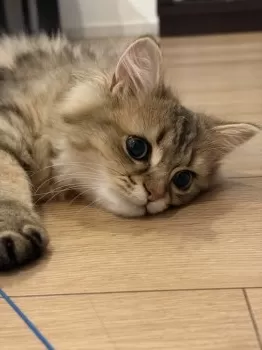 ミエル 様のお迎えした子猫