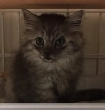 唐帆 健浩 様のお迎えした子猫