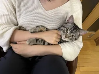 ペロリン 様のお迎えした子猫