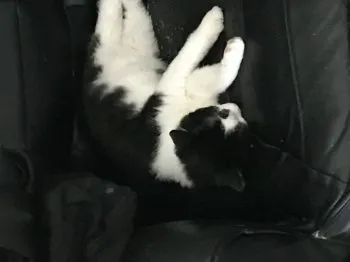 キノさん 様のお迎えした子猫