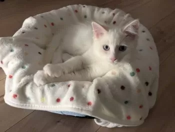 K.K 様のお迎えした子猫