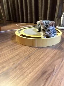 M.U 様のお迎えした子猫