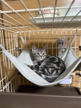 ちゃこまろ 様のお迎えした子猫