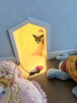 A.O 様のお迎えした子猫