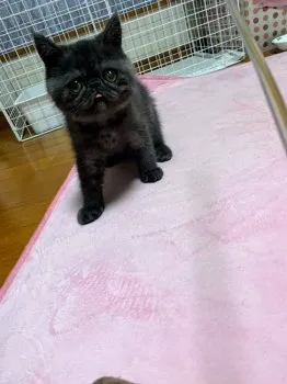 なかむら 様のお迎えした子猫