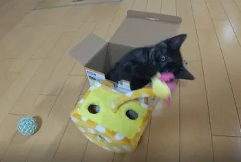 ystm 様のお迎えした子猫