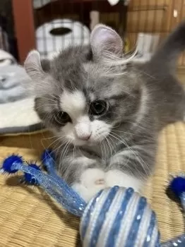 うに 様のお迎えした子猫