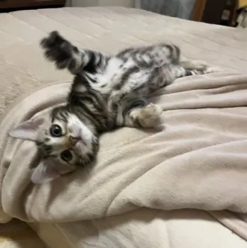 でんすけ 様のお迎えした子猫