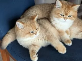 あべ 様のお迎えした子猫