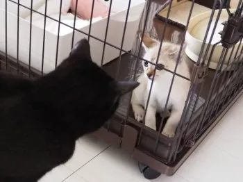 Rie 様のお迎えした子猫