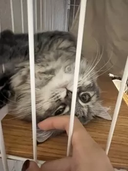 もこ 様のお迎えした子猫