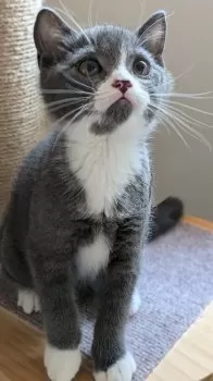 あずたび 様のお迎えした子猫