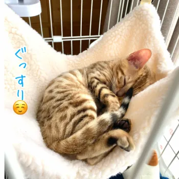 ラピス 様のお迎えした子猫