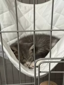のあ 様のお迎えした子猫