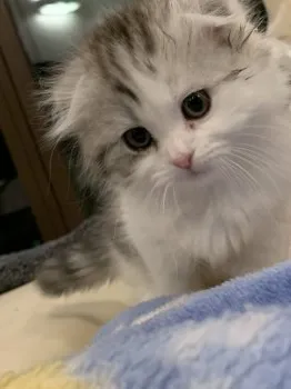 kojikoji 様のお迎えした子猫