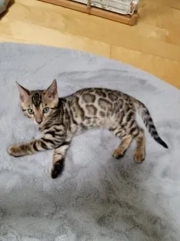 ベンガル 様のお迎えした子猫
