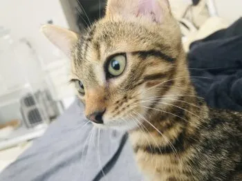 ぴーち 様のお迎えした子猫