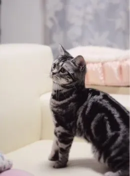 ゆまみ 様のお迎えした子猫