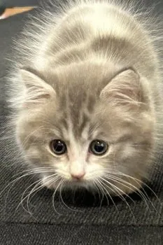 K.I 様のお迎えした子猫