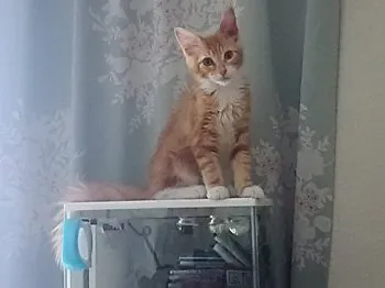 ERGA 様のお迎えした子猫