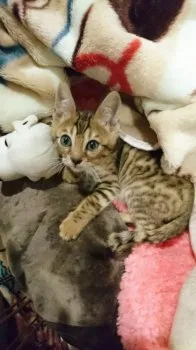 kika 様のお迎えした子猫