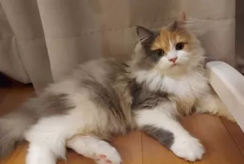 A.E 様のお迎えした子猫