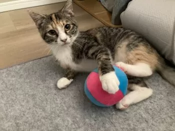 Hasuke.A 様のお迎えした子猫