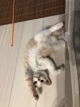 C☆T 様のお迎えした子猫