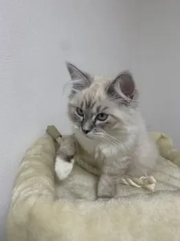 Y.K 様のお迎えした子猫