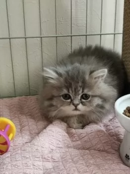 ケンジ 様のお迎えした子猫