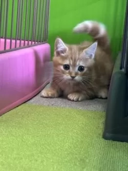 H.A 様のお迎えした子猫