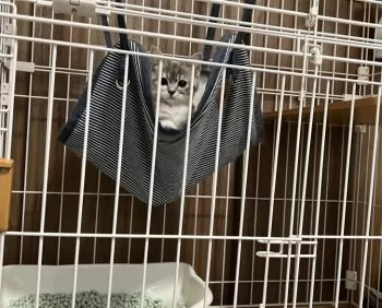 三橋むに 様のお迎えした子猫