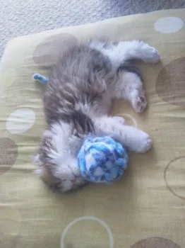 いわせ 様のお迎えした子猫