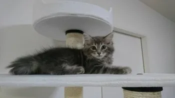 優 様のお迎えした子猫
