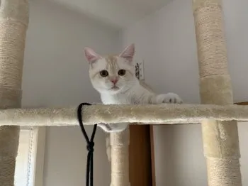 N.S 様のお迎えした子猫