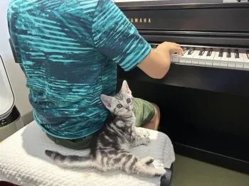 り　あしん 様のお迎えした子猫