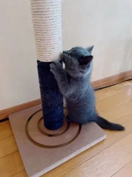 ぶりちゃん 様のお迎えした子猫