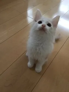 ありさ 様のお迎えした子猫