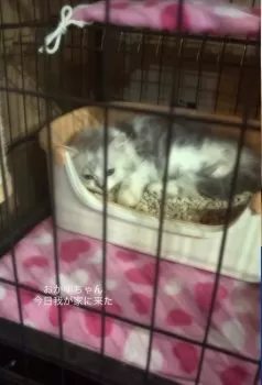 おかゆまま 様のお迎えした子猫