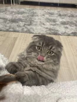 ちいかわ 様のお迎えした子猫