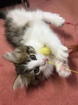 いずみ 様のお迎えした子猫