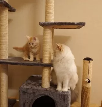 yasu 様のお迎えした子猫