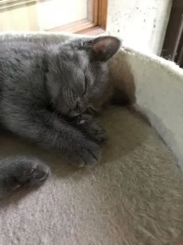 メイ 様のお迎えした子猫