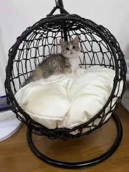 未来 様のお迎えした子猫