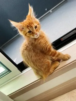 よぅちぃ 様のお迎えした子猫