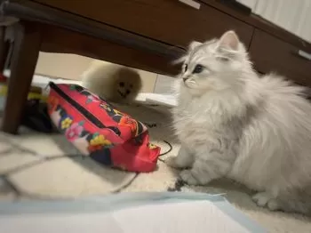 Y.K 様のお迎えした子猫