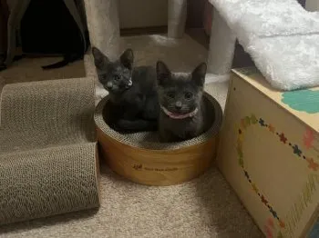 猫好き3姉妹 様のお迎えした子猫