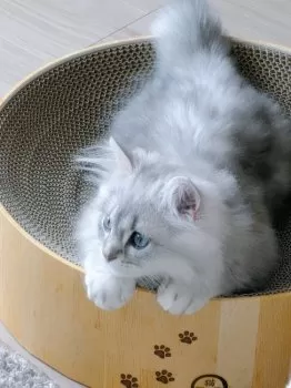 M.K 様のお迎えした子猫