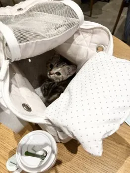 みよりん 様のお迎えした子猫